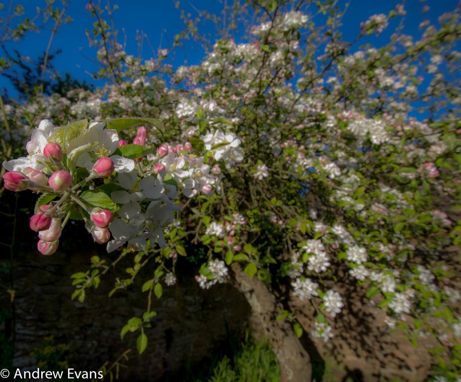 Lea House Bed And Breakfast Ross-on-Wye ภายนอก รูปภาพ